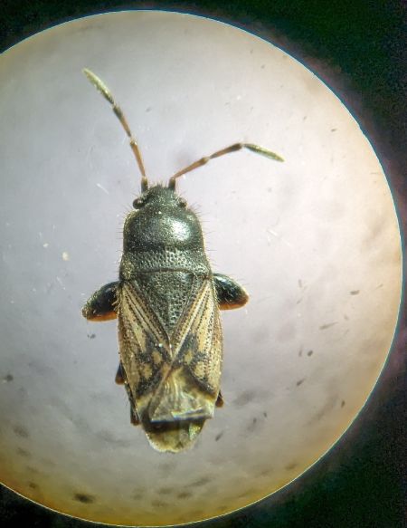 Megalonotus sabulicola 