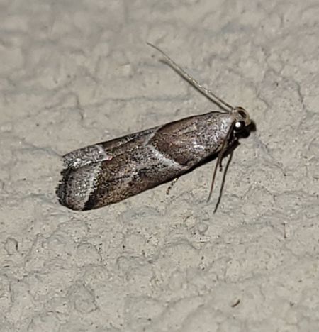 Nyctegretis lineana  - Thomas Lux