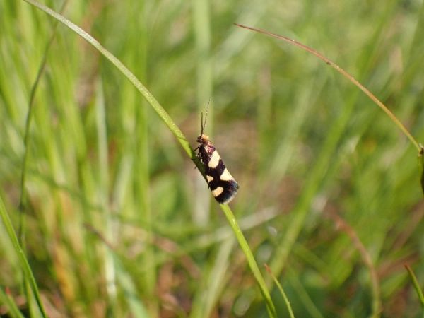 Lampronia rupella  - Sylvain Lethuillier