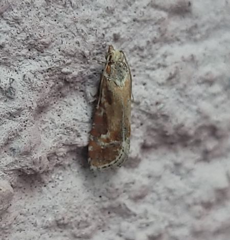 Rhyacionia buoliana  - Thomas Lux