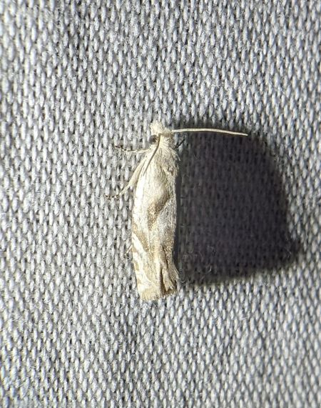 Eucosma metzneriana 