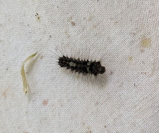 Nonne (Moine) 