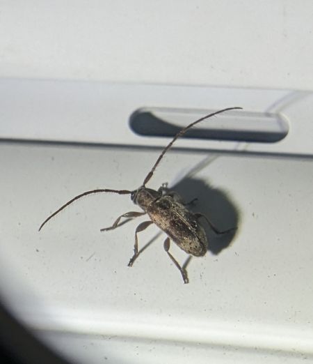 Exocentrus adspersus 
