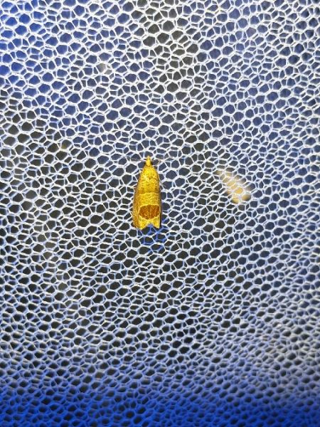 Notocelia uddmanniana  - Sylvain Lethuillier