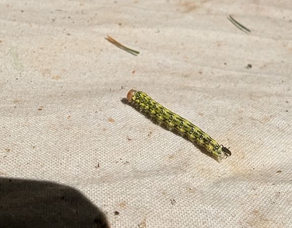 Polyploca ridens 