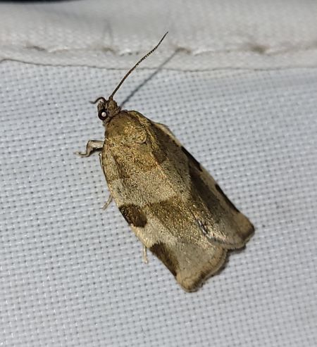 Choristoneura hebenstreitella  - Thomas Lux