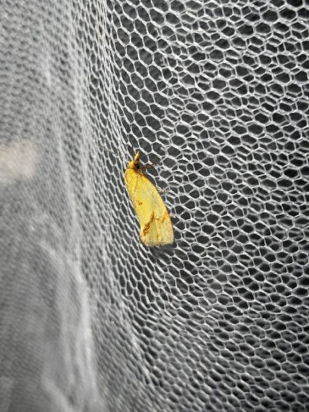 Agapeta hamana  - Sylvain Lethuillier