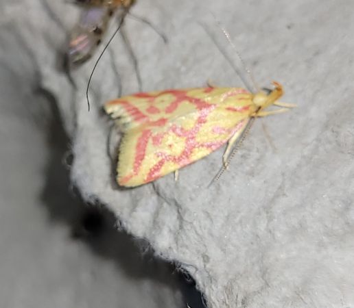 Hypercallia citrinalis  - Thomas Lux