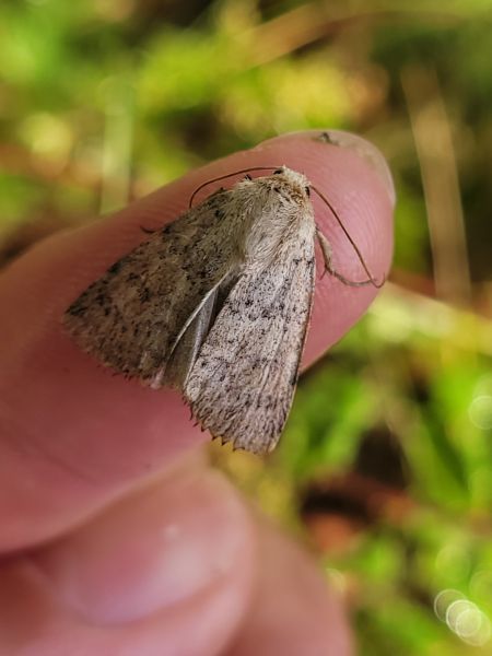 Hoplodrina respersa  - Thomas Lux