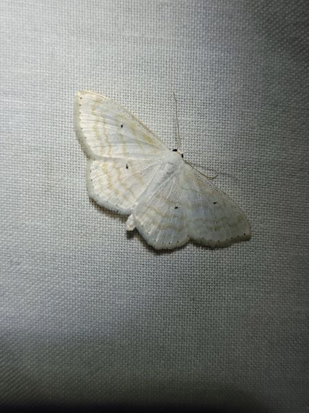Scopula subpunctaria  - Thomas Lux