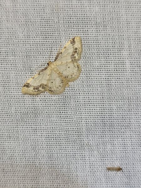 Idaea trigeminata  - Thomas Lux