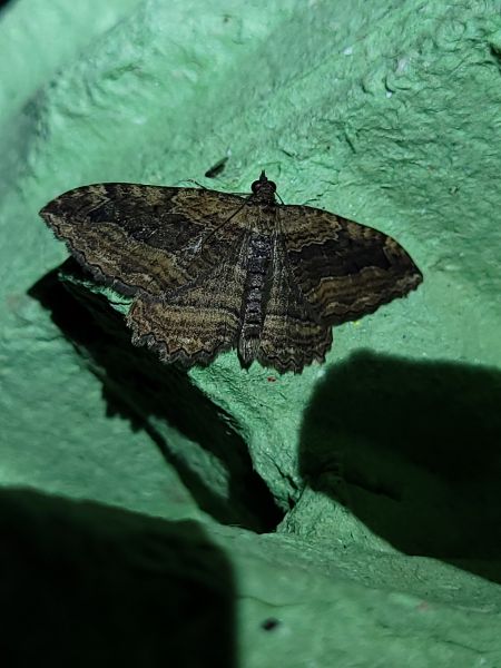 Philereme transversata  - Thomas Lux