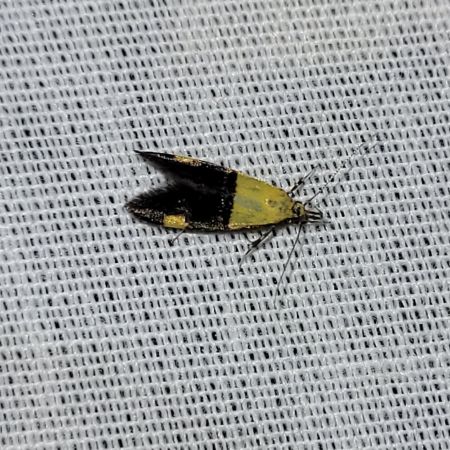 Oecophora bractella  - Thomas Lux