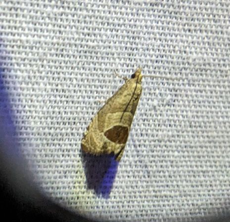 Notocelia uddmanniana 