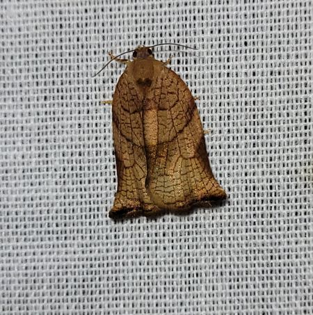 Archips podana  - Thomas Lux