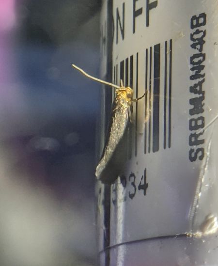 Crassa unitella 