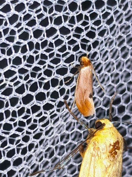 Tinea semifulvella  - Sylvain Lethuillier