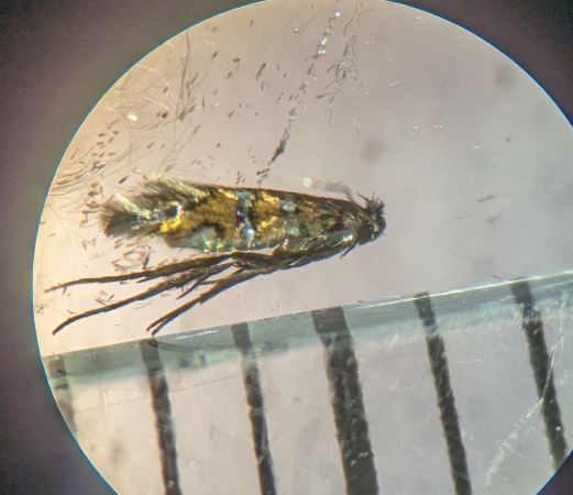 Phyllonorycter schreberella 