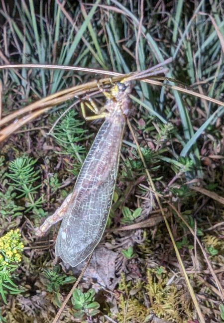 Fourmilion longicorne 