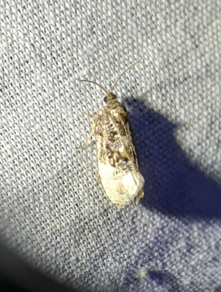 Hedya nubiferana 