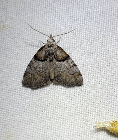 Nola cucullatella  - Thomas Lux
