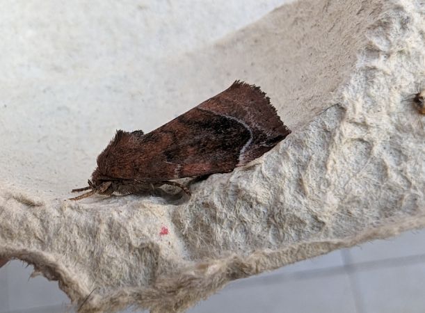 Cosmia pyralina 