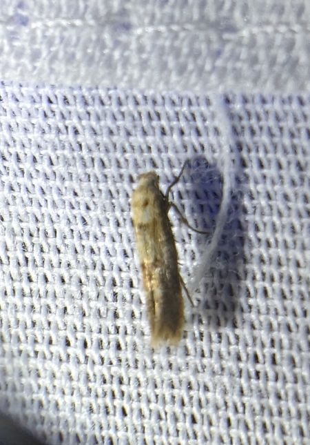 Mompha epilobiella 