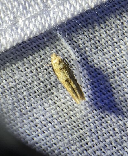 Mompha epilobiella 