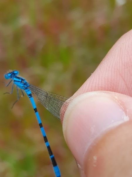 Common Bluet  - Sylvain Lethuillier