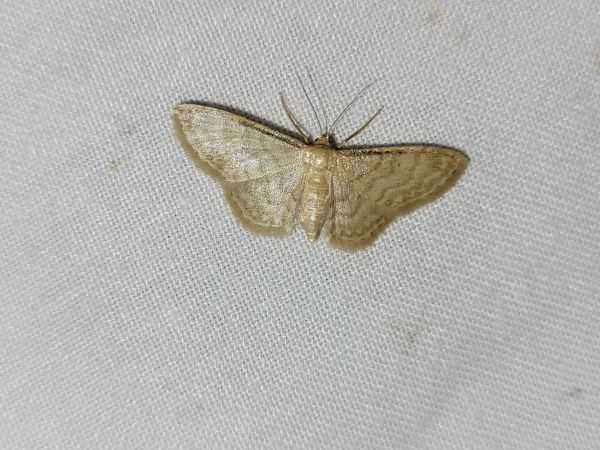 Idaea dilutaria  - Thomas Lux