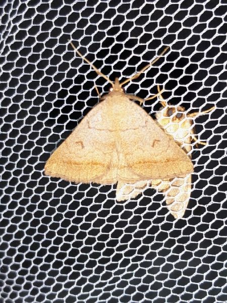 Zanclognatha lunalis  - Sylvain Lethuillier