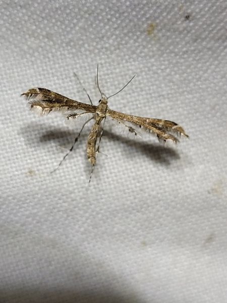 Oxyptilus sp.  - Thomas Lux