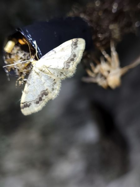 Idaea trigeminata  - Thomas Lux
