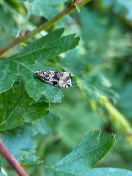Celypha lacunana  - Sylvain Lethuillier