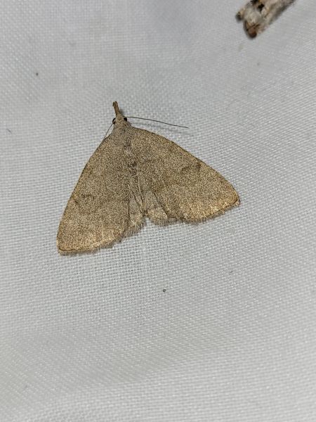 Pechipogo strigilata  - Thomas Lux