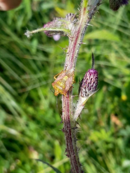 Carpocoris purpureipennis  - Sylvain Lethuillier