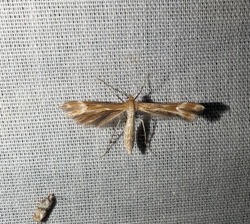 Marasmarcha lunaedactyla 