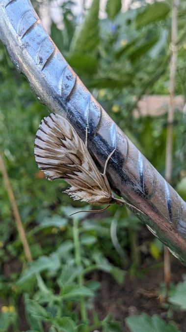 Cynaeda dentalis 