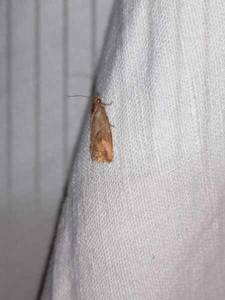 Endothenia quadrimaculana  - Sylvain Lethuillier