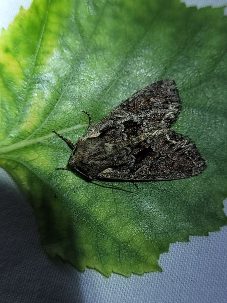 Lacanobia thalassina  - Thomas Lux