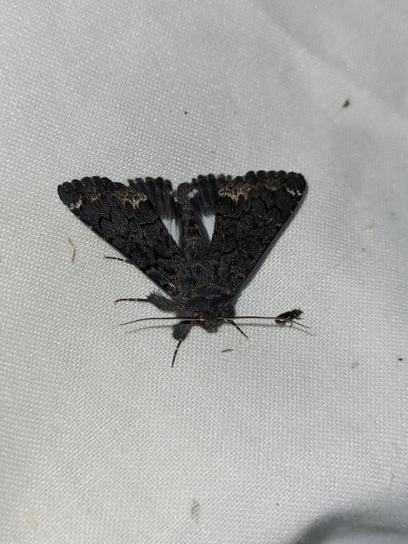 Catephia alchymista  - Thomas Lux