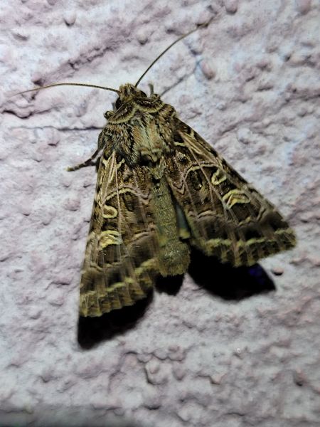 Sideridis reticulata  - Thomas Lux