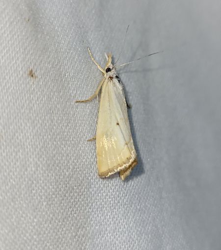 Xanthocrambus saxonellus  - Thomas Lux