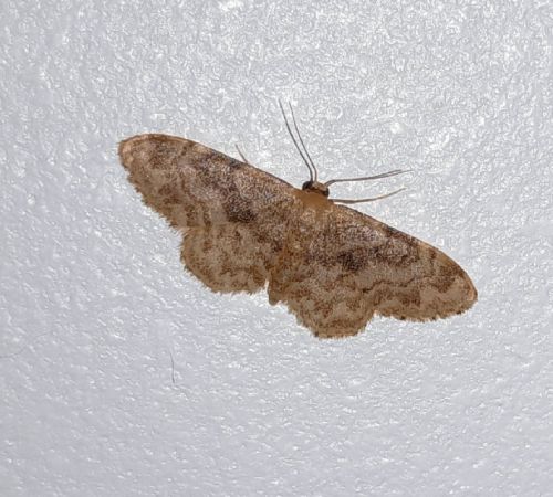 Idaea inquinata  - Sylvain Lethuillier