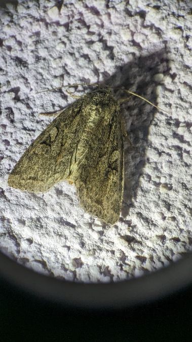 Apterogenum ypsillon 