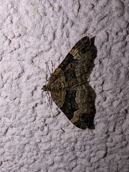 Xanthorhoe biriviata 