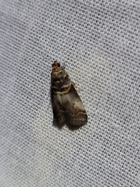Acrobasis advenella  - Thomas Lux