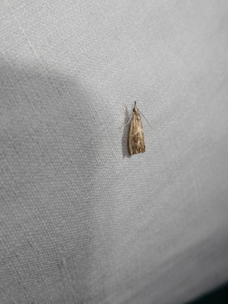 Catoptria verellus  - Sylvain Lethuillier