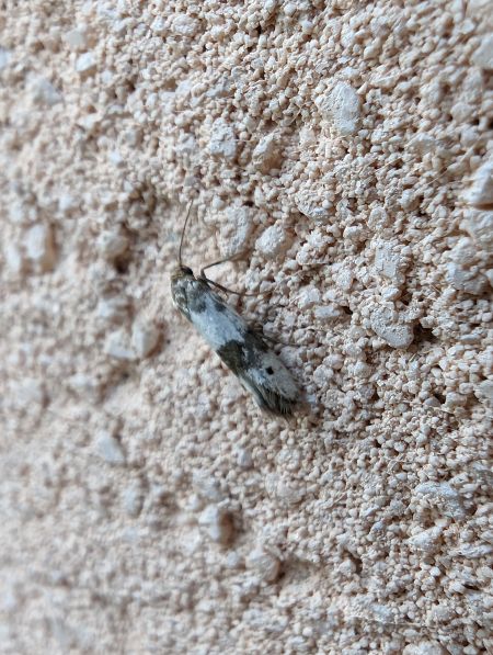 Enolmis acanthella 