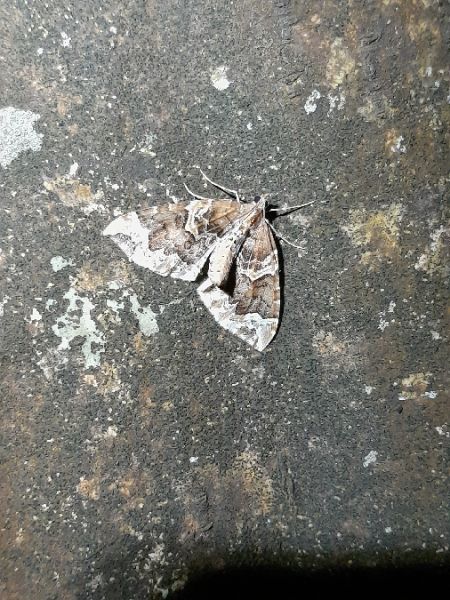 Eulithis prunata  - Sylvain Lethuillier